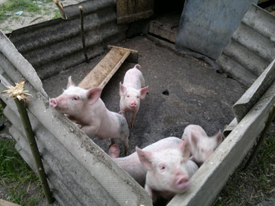 A gift of piglets to help with food and income